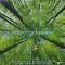 Various – Relaxing Classic (2LP, Compilation, Vinyl)
